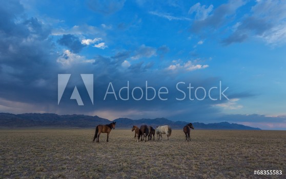 Image de Horses in the steppe